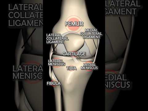 What reinforce the fibrous capsule help to prevent dislocation of the joint?