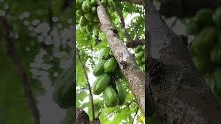 Bilimbi or tree sorrel is a tropical tree commonly found across the warmest regions of Asia.