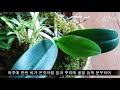 풍란 식물 석부작 죽이지 않고 쉽게 잘키우는 방법 learn how to grow plants easily 植物簡単によく育てる方法を学ぶ