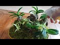 풍란 식물 석부작 죽이지 않고 쉽게 잘키우는 방법 learn how to grow plants easily 植物簡単によく育てる方法を学ぶ