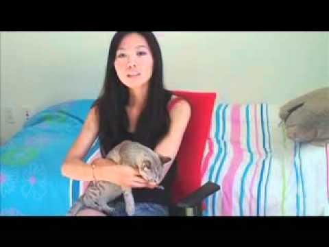 Pets Friendly Apartment in San Francisco.m4v Pets Friendly Apartment in San Francisco.m4v