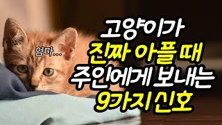 고양이가 아플때 알아볼수 있는 행동들.