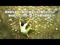 【初級】ボルダリングレッスン 09 デッドポイント 基礎編 climbing techniques and moves 初心者必見！