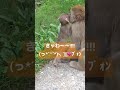 【地獄谷】お猿さんの可愛さを共有したいだけの動画 shorts 地獄谷野猿公苑