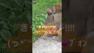 【地獄谷】お猿さんの可愛さを共有したいだけの動画#shorts #地獄谷野猿公苑