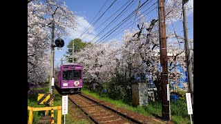 嵐電北野線　桜のトンネル2023