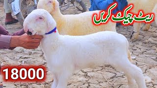 Nari farm mandi || mundra goat farm 29 September 2024