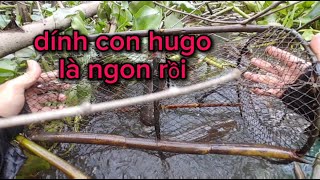 Thăm lờ cá lóc! Bị mất lờ nhưng dính con hugo cũng đỡ khổ! @Cuộcsốngmới-hải63