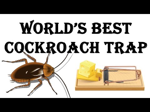 How to make the World's Best Cockroach Trap! How to make the World's Best Cockroach Trap!