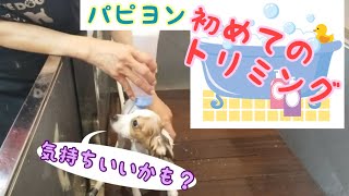 初めてのトリミング 【パピヨン５ヶ月】