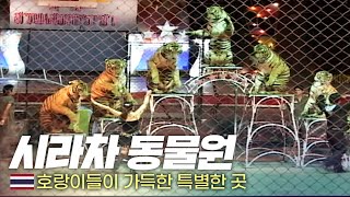 🐯태국! 호랑이 천국 '시라차 호랑이 동물원' - 세계여행(111) | 333 세계도시탐험