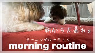 #53[モーニングルーティン]犬と暮らす男女の平日朝の日常❤︎朝から大暴れ❤︎[シーズー]