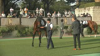 3歳以上2勝クラス 現地 パドック ニュージーズ キムテツ(木村哲也)調教師や国枝栄調教師の姿も ゼフィロ ポッドテオ ラファドゥラ ダイシンヤマト 2024/10/14 東京競馬場 12R