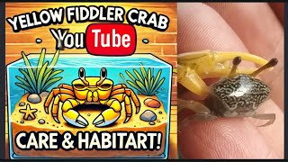 | ফিডলার কাঁকড়া কি ভাবে রাখবেন || How to Care for Yellow Fiddler Crabs & Create the Perfect Habitat