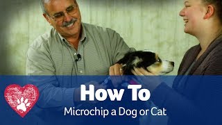 How To Microchip a Dog