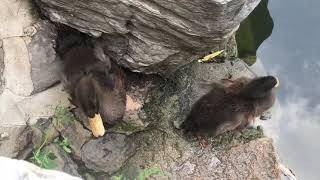 小鸭子岸边偷个懒儿，被暴脾气鸭妈妈踹屁屁 Lazy ducklings kicked by their strict mom