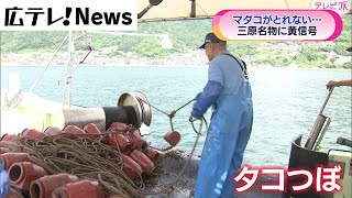 【マダコが不漁】三原名物に黄信号