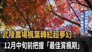 武陵農場楓葉轉紅超夢幻！　12月中旬前把握「最佳賞楓期」－民視新聞