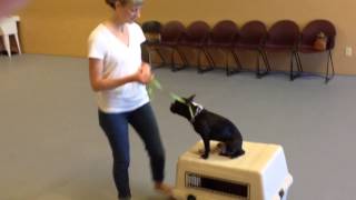 Boston Terrier Fun: Training The Fundamentals