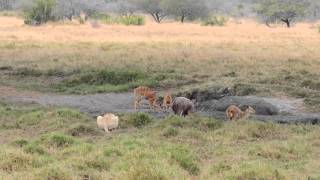 Tembe lion stalking and catching nyala @ Tembe Elephant Park