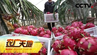 《农广天地》农场红人的红色逆袭 20190307 | CCTV农业