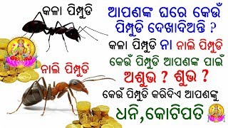 ପିମ୍ପୁଡି ଘରେ ଦେଖାଯିବାର ଅର୍ଥ କାନ ?(ଧନି,କୋଟିପତି କରାଏ ପିମ୍ପୁଡି) ନାଲି ନା କଳା ପିମ୍ପୁଡି ଘରେ ଦେଖାଯିବା ଶୁଭ ?