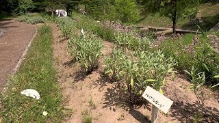 「人の気配」でヒグマ侵入防ぐ　川沿いをハーブの小径に整備