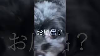 【衝撃】お風呂が嫌いすぎる犬🐶#shorts #shortsvideo  #プーチー #チワプー #dog