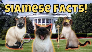 11 Fascinating Facts About Siamese Cats