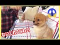 ポメラニアン ももちぃ なにこれ？こわい dog pomeranian animal