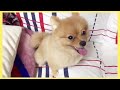 ポメラニアン ももちぃ なにこれ？こわい dog pomeranian animal