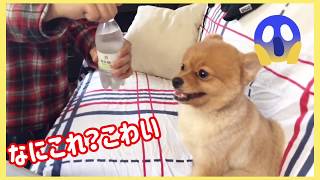 ポメラニアン ももちぃ なにこれ？こわい  DOG POMERANIAN ANIMAL