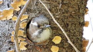 鳥の巣っぽり穴に入ったコゲラが可愛すぎるので眺めるだけの動画４ｋ