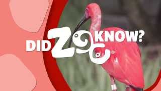 Scarlet Ibis and Cormorant - Did ZOO Know?