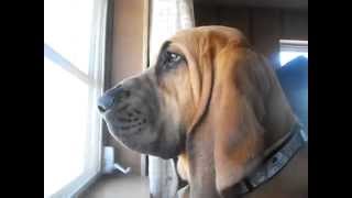 Tank the Bloodhound Howling