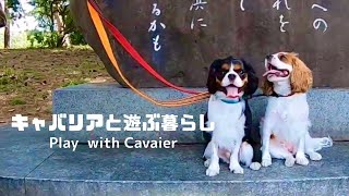 【キャバリアと遊ぶ暮らし＃7】朝からお散歩してカフェで優雅に過ごせる公園