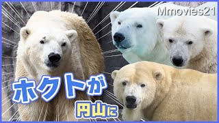 ついに来園ホッキョクグマ【ホクト】が円山動物園に！繁殖の歴史がまた刻まれるリラ、ララ、デナリの3頭から4頭に(旭山動物園での展示最終日)