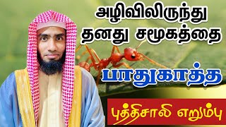 அழிவிலிருந்து தனது சமூகத்தை பாதுகாத்த புத்திசாலி எறும்பு.