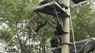 We are climbing babies! by Ibuki and Plum 僕らは高い所が大好き！イブキとプラム　Chimpanzee  Tama Zoological Park