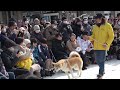 秋田犬パレード ＠ 大館アメッコ市 2025.2.8（午前の部）