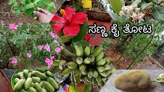 ಅಮ್ಮನ ಮನೆಯ ಸಣ್ಣ ತೋಟ/ಯಾವೆಲ್ಲಾ ಗಿಡ ಮರಗಳು ಇದೆ/Garden/veggie plants/fruits plants/ಹಳ್ಳಿಯ ಪ್ರಕೃತಿ