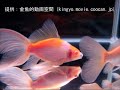 アルビノブリストル朱文金（寿恵廣錦） 2008年度 第26回日本観賞魚フェア その他弐歳の部 準優勝：岡田 富夫氏持魚