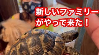 新しいファミリーが仲間入り！その名もヒガシヘルマンリクガメの○○○○君⁉︎