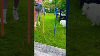 Trying agility for the first time. Finnish lappdog 4 months old!!