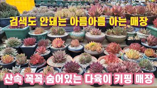 #소담다육 산골마을 간판도없는 소개로만 방문하는 다육이 매장\u0026키핑장 #다육맘 지인들의 소개로 아름아름 아는곳 #다육이 #키핑장 #화분 #묵둥이