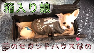 お出かけ前、スムースチワワのみみちゃん