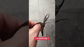 えっこれ何？ #おもしろ動画 #未確認生命体 #クワガタ#トンボ#ヘビ#未確認生物