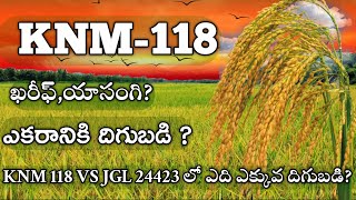 Knm118 దొడ్డు రకం వరి | Knm 118 | Knm 118 paddy variety | knm 118 paddy in Telugu|knm 118 variety