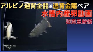 【貴重映像】アルビノ過背金龍×過背金龍ペア　産卵動画