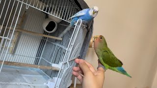 飼い主が笑っちゃったとある日の朝のセキセイインコbudgie lovebird